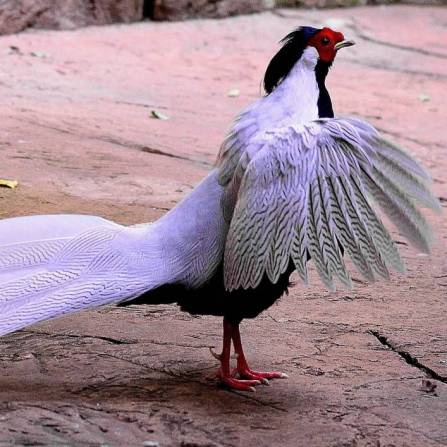 zwierzęta w ogrodach zoologicznych - Bażant Srebrzysty