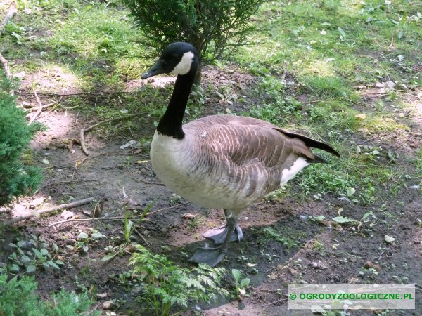 zwierzęta w ogrodach zoologicznych - Bernikla Kanadyjska