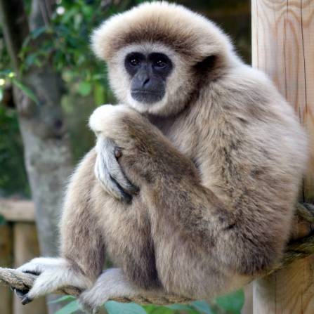 zwierzęta w ogrodach zoologicznych - Gibon białoręki