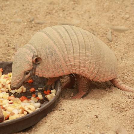 zwierzęta w ogrodach zoologicznych - Pancernik włochaty