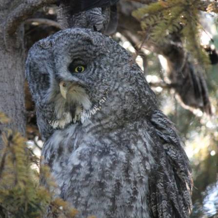 zwierzęta w ogrodach zoologicznych - Puszczyk Mszarny