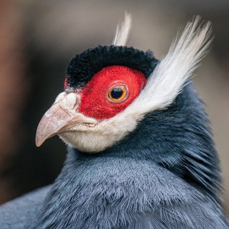 zwierzęta w ogrodach zoologicznych - Uszak siwy