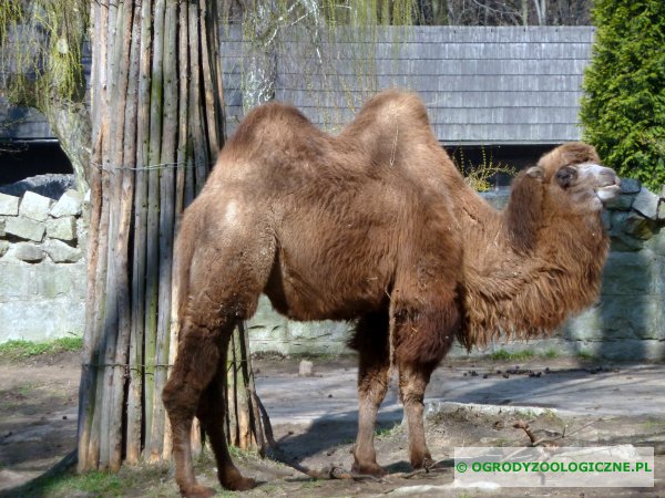 zwierzęta w ogrodach zoologicznych - Wielbłąd Dwugarbny