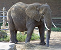 zoo kraków